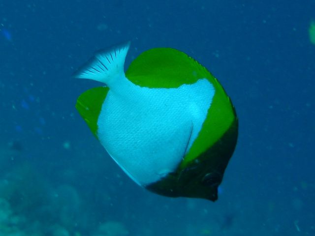 pyramid butterfly fish