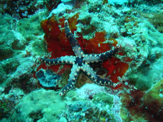 sea star2