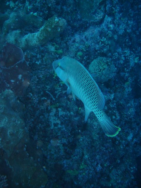 sipadan fish