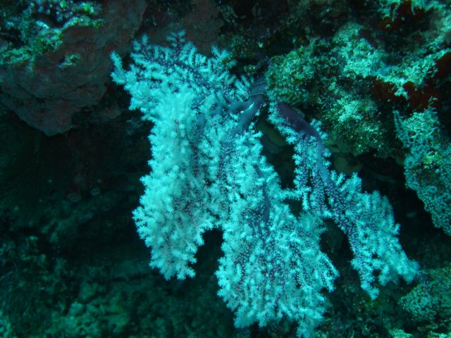soft coral2