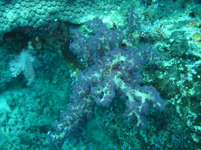 soft coral3