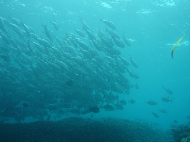 trevally school