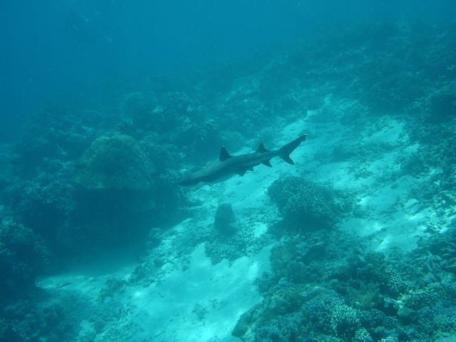 white tip reef shark