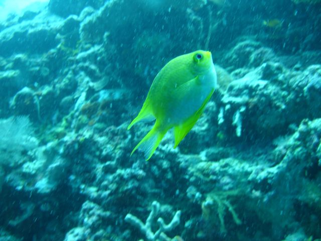 yellow fishy