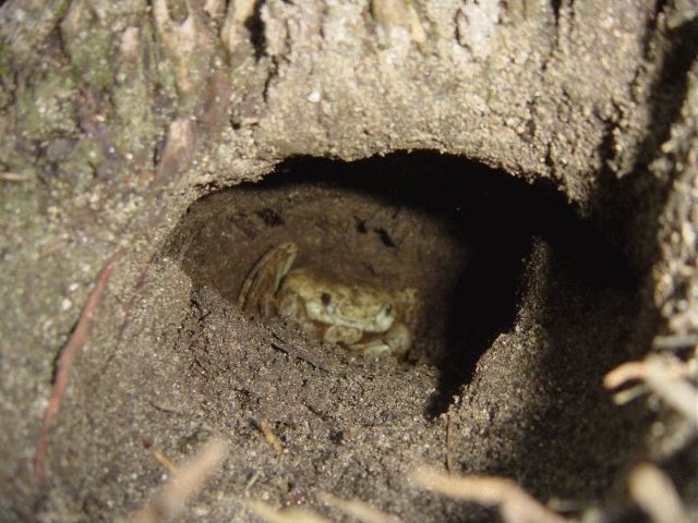 res_sand_crab.jpg