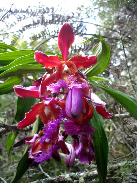 huayna_orchids.jpg