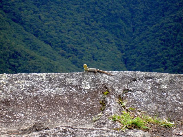 lizard_on_huayna.jpg
