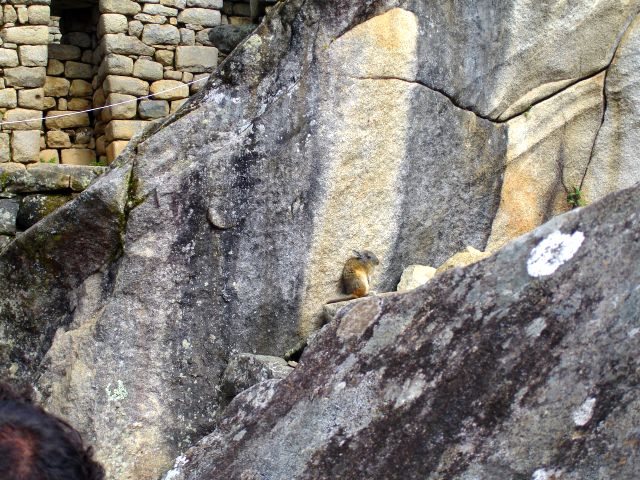 machu_picchu_critter.jpg