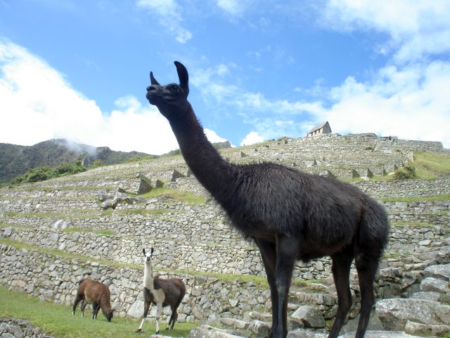 machu_picchu_llamas.jpg