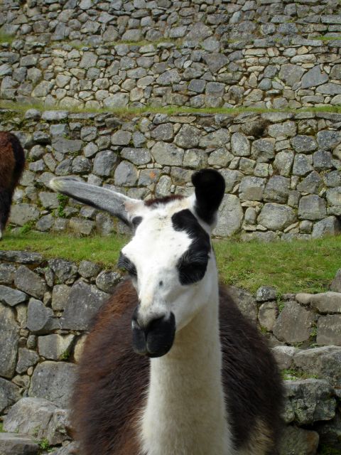 machu_picchu_llamita.jpg
