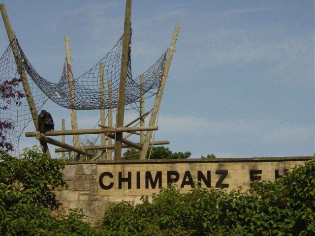 res chimpanzee