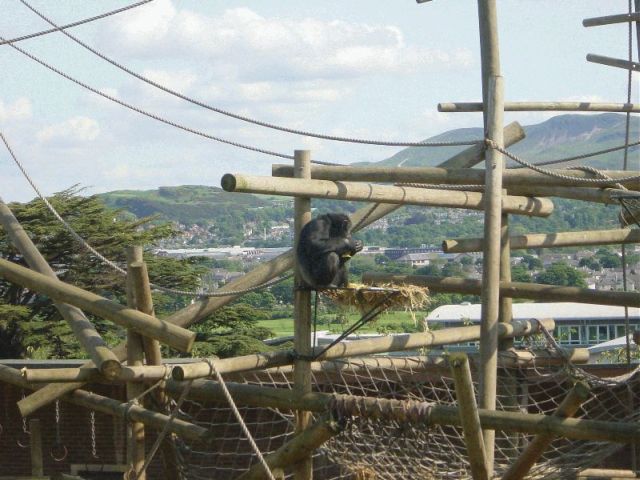 res chimpanzee eating