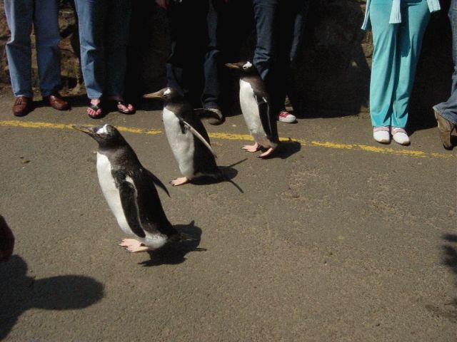 res going for a walk