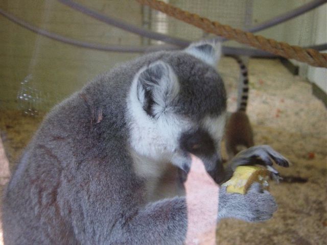 res lemur
