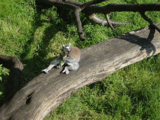 res lemur eating