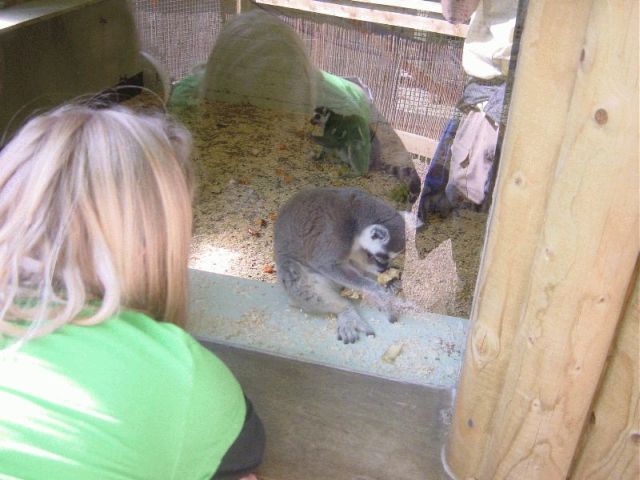 res lemur eating2