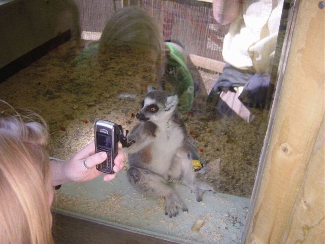 res lemur likes naomi