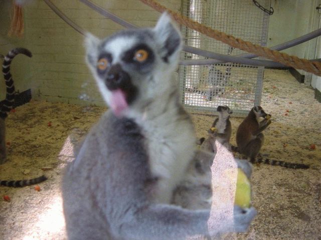 res lemur tongue