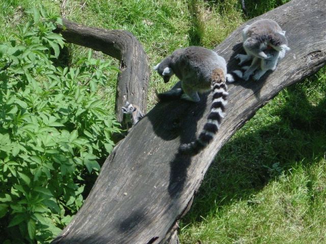 res lemurs