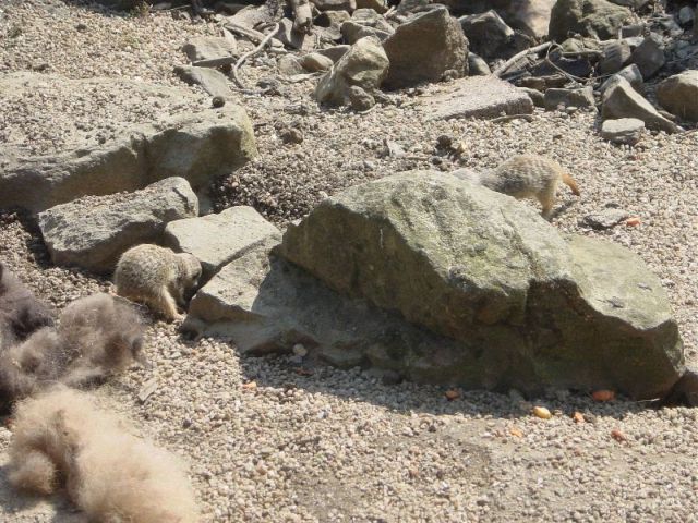 res meerkat making a home