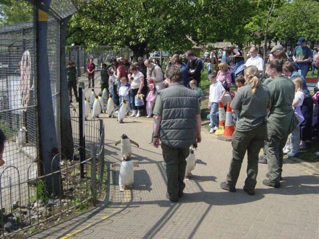 res penguin parade3