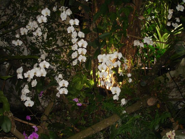 orchids_at_sentosa.jpg