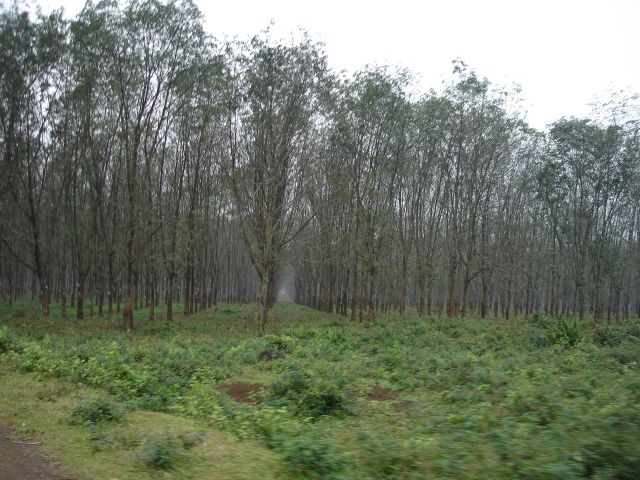rubber trees