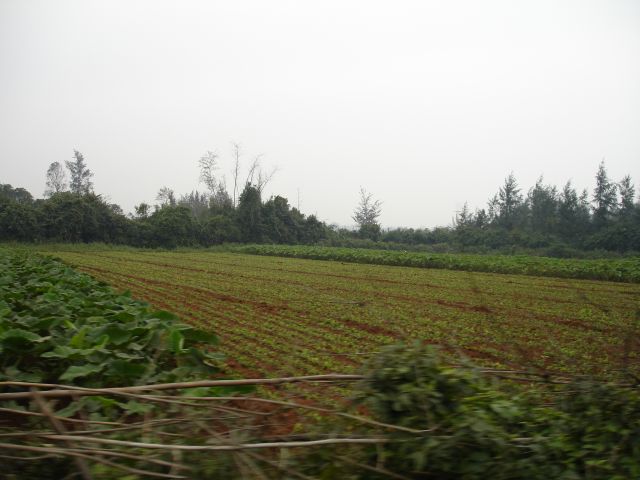 vietnamese farmland