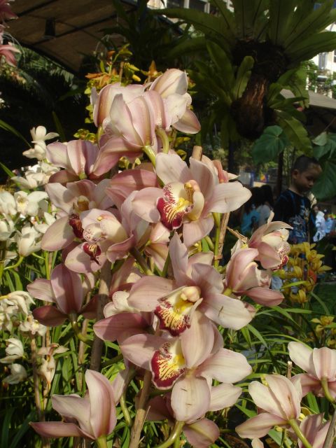 new_year_orchids2.jpg